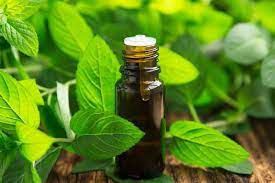 Spearmint Essential Oil