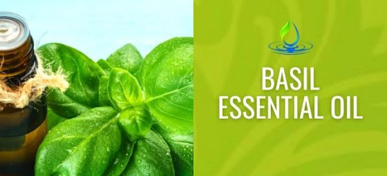 basil essential oil