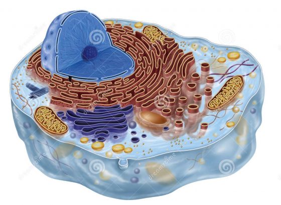 Animal Cell Model