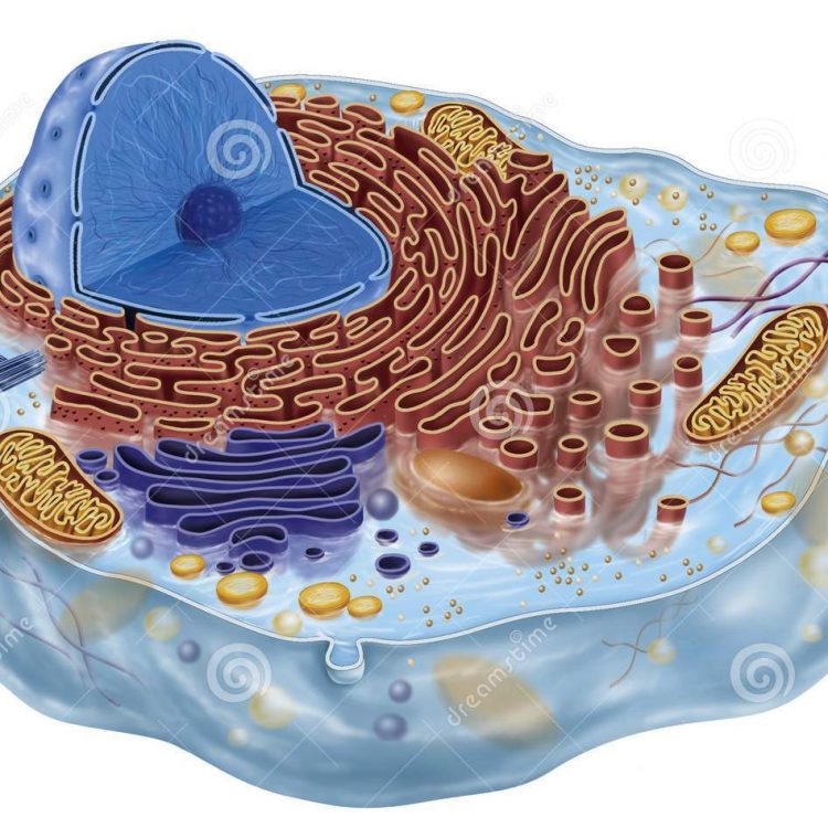 Animal Cell Model