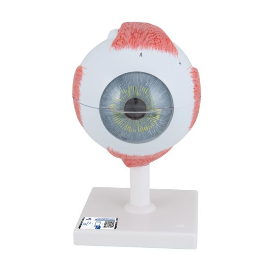 Eye Model