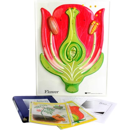 Flower Model Activity Set