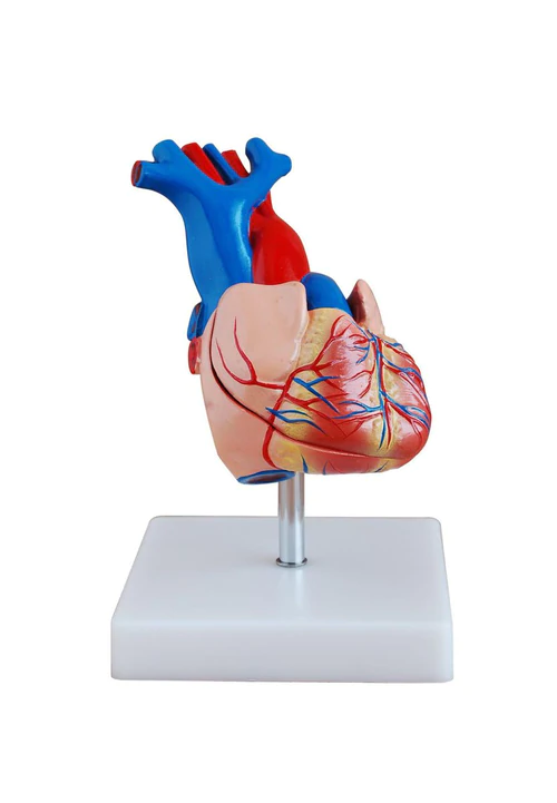 Heart Model