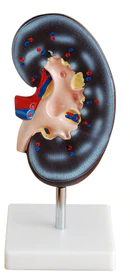 Kidney Model