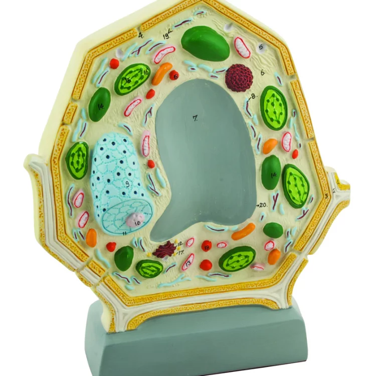 Plant Cell Model