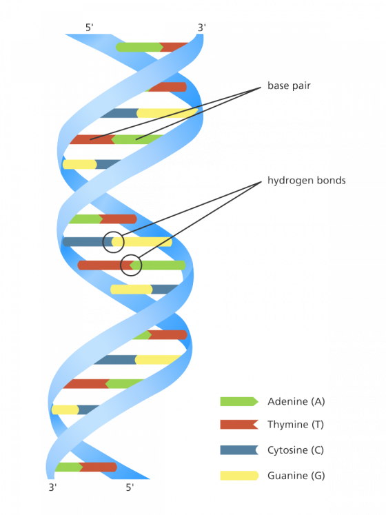 DNA Model