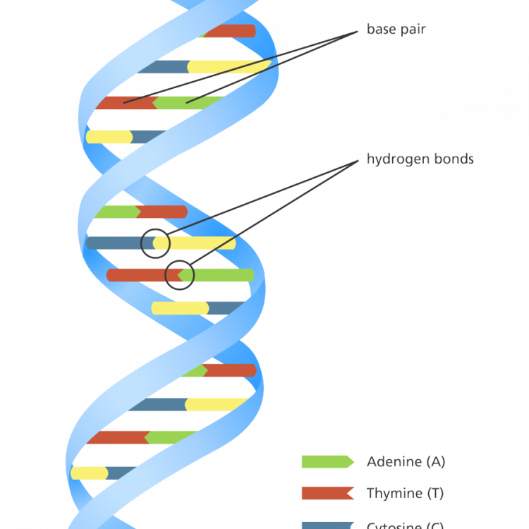 DNA Model