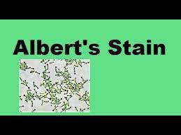 Albert's Stain B(Albert's Iodine)