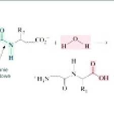 Potassium Cocoyl Hydrolysed Collagen