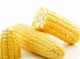 Maize Flavour Concentrate